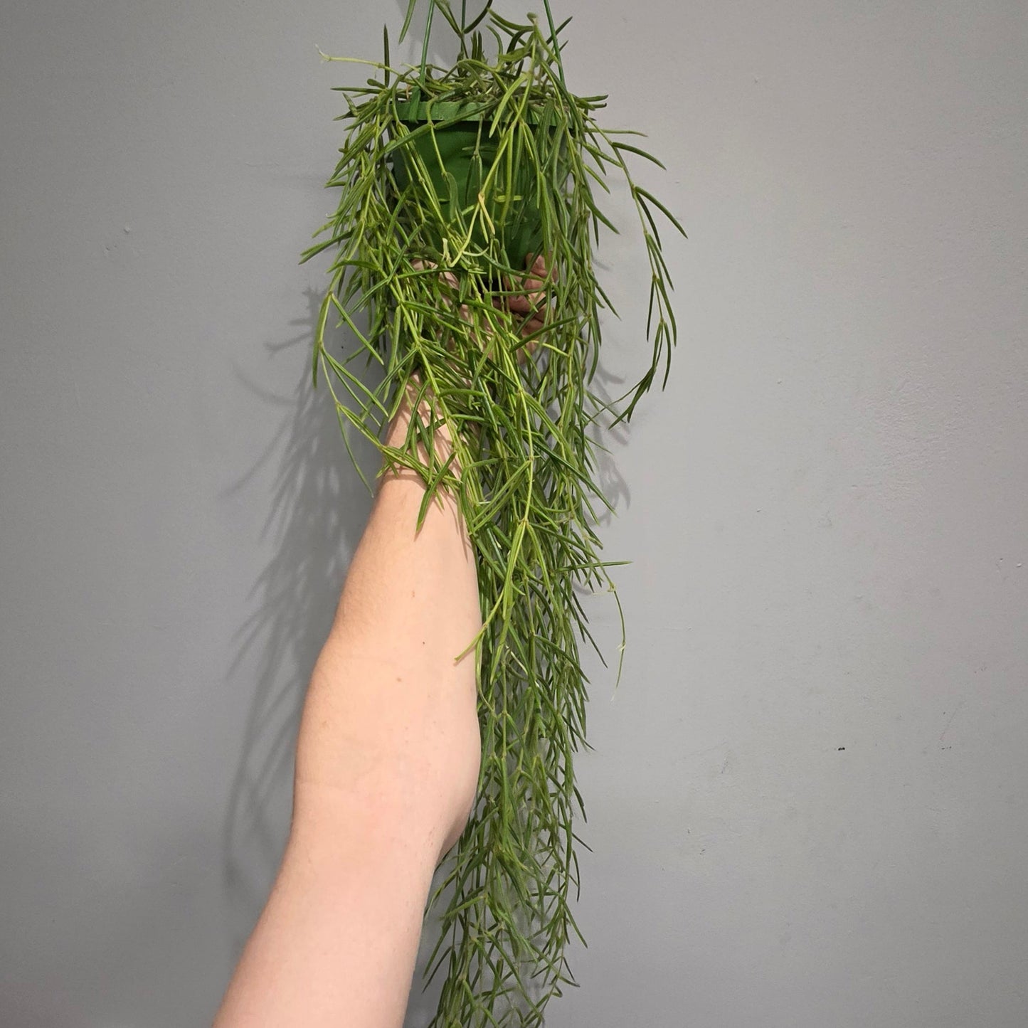 Hanging Hoya Linearis