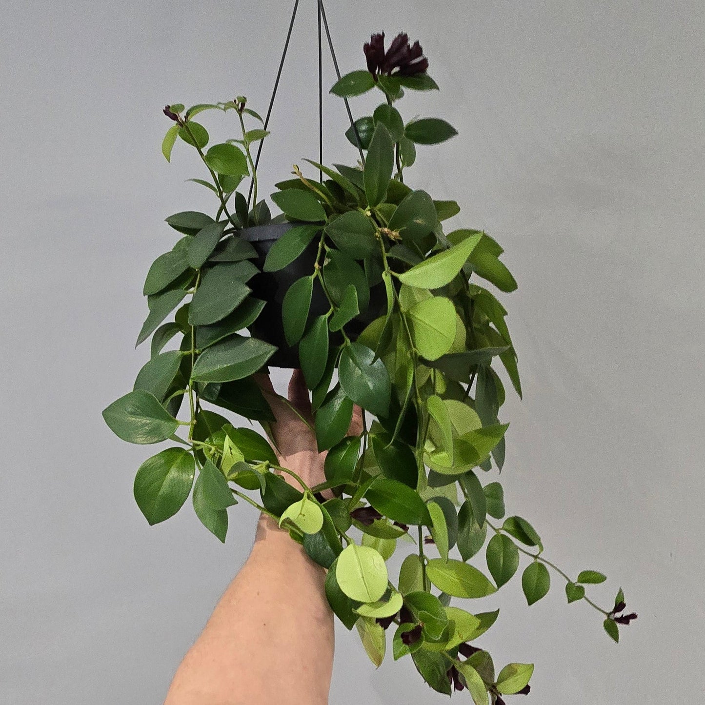 Hanging - Aeschynanthus Lipstick "Mona Lisa"