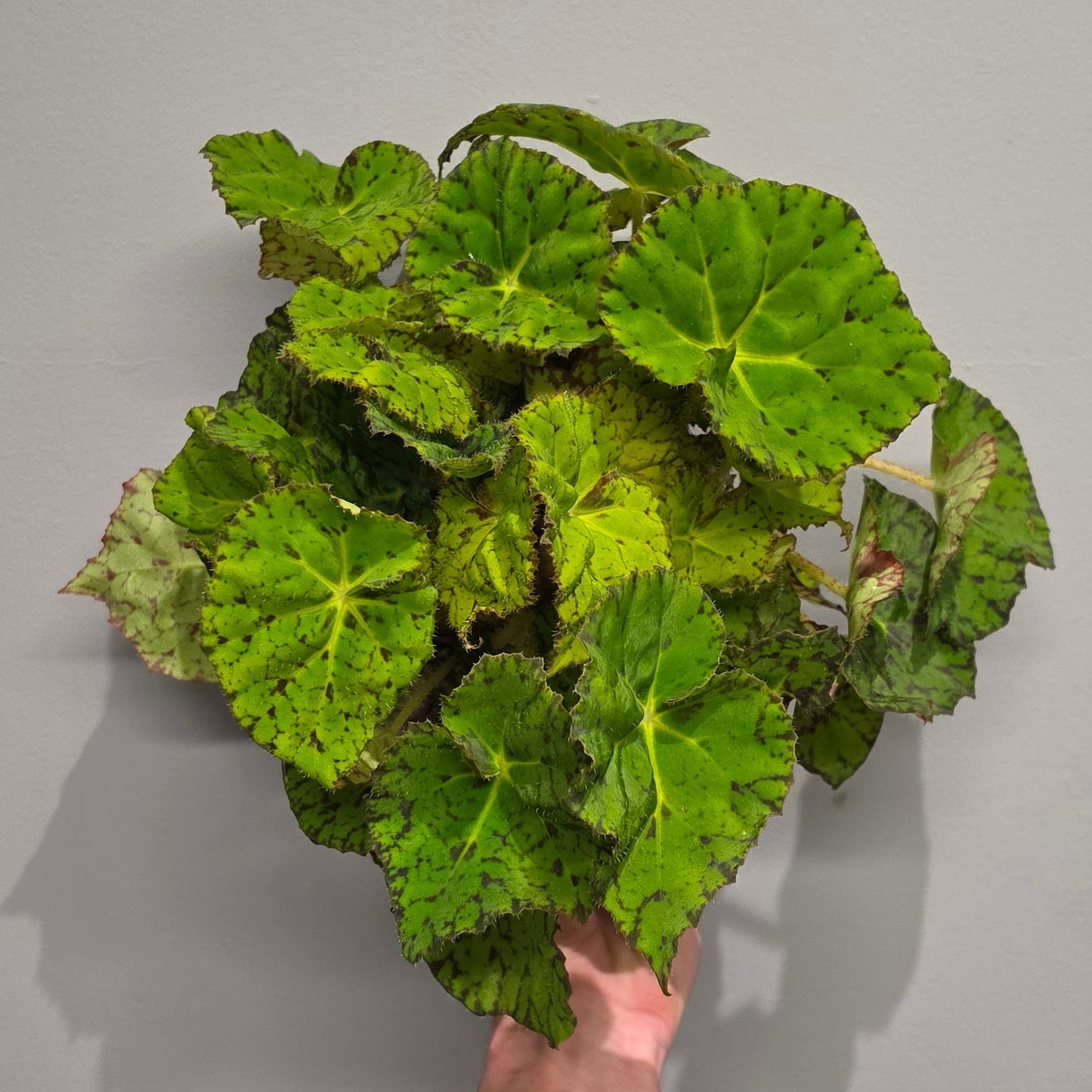 Begonia Rex Lime Fever