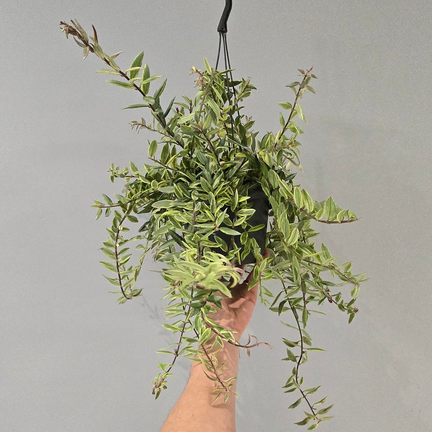 Hanging - Aeschynanthus Lipstick "Variegated"