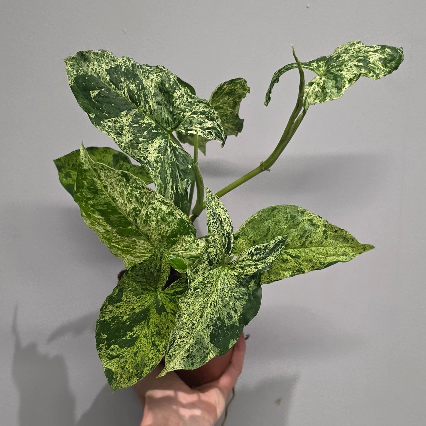 Syngonium Mottled