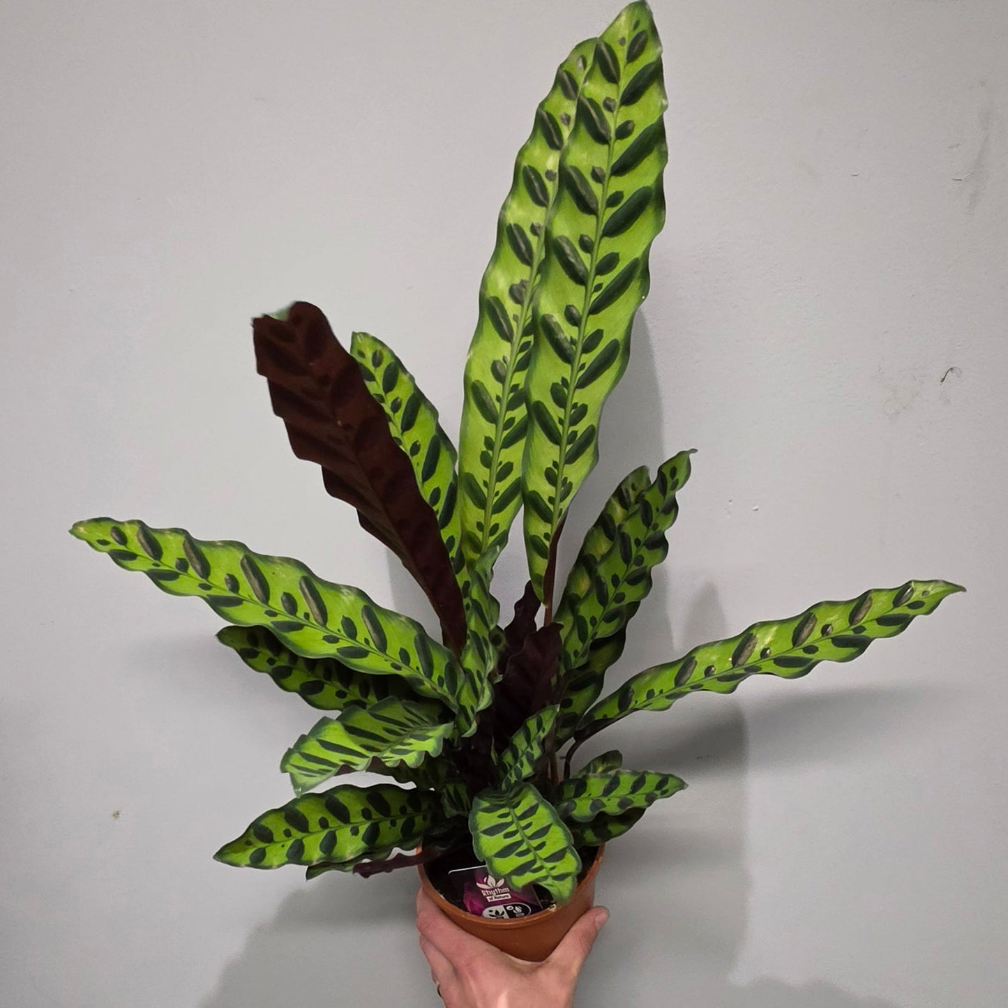 Calathea Rattlesnake