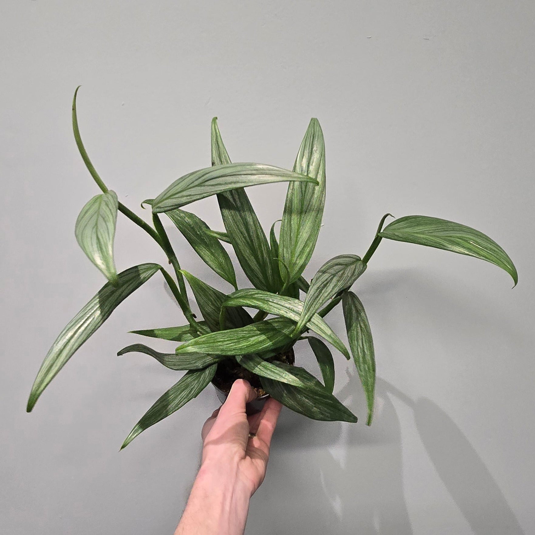 pothos amplissimum Epipremnum Amplissimum Silver