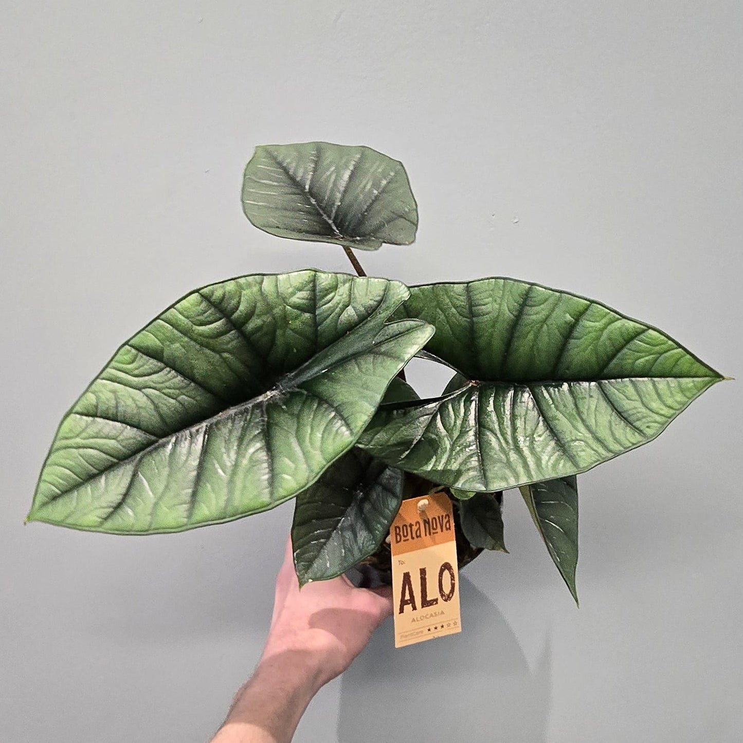 Alocasia Platinum