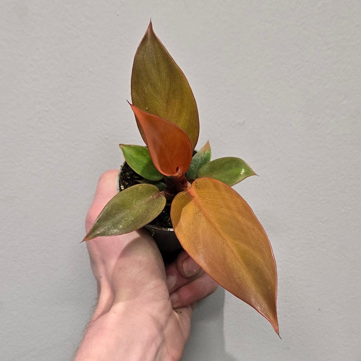 Mini Philodendron Sun Red