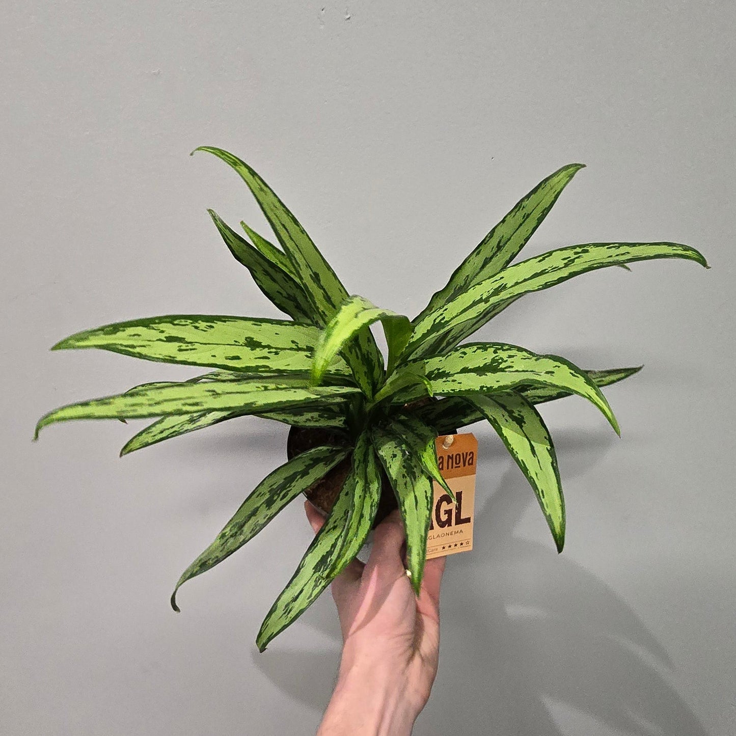 Aglaonema Cutlass