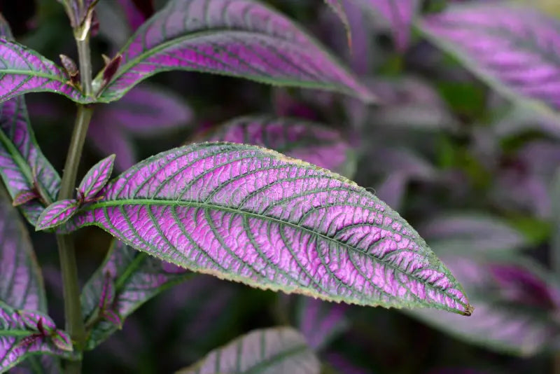 Strobilanthes