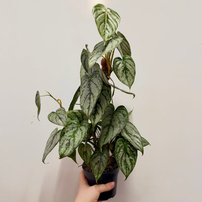 Philodendron Brandtianum On Pole
