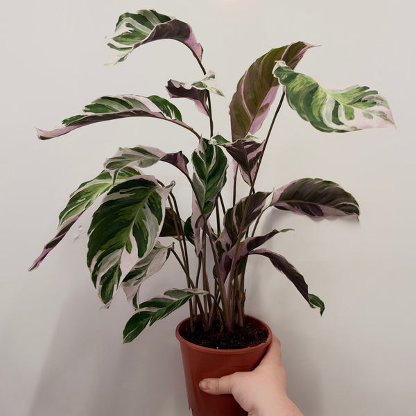 Calathea White Fusion