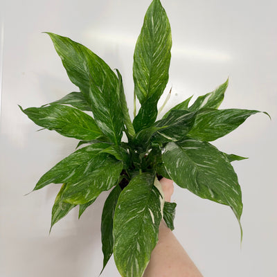 Spathiphyllum Diamond