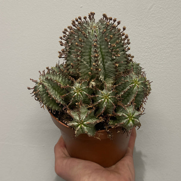 Euphorbia Horrida Alba
