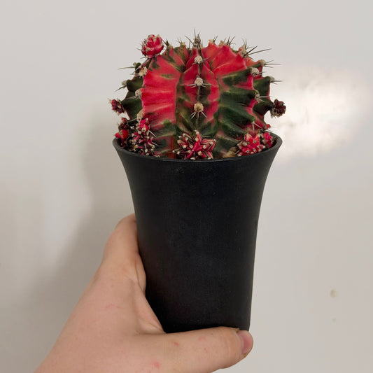 XL Variegated Gymnocalycium Cactus "Red"