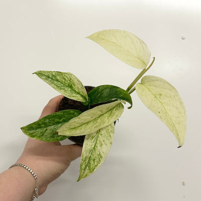 Monstera Laniata Mint Variegata