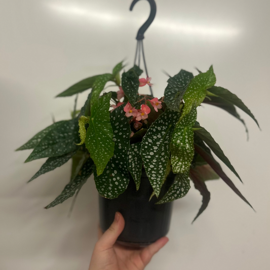 Hanging- Begonia “Double Dot”