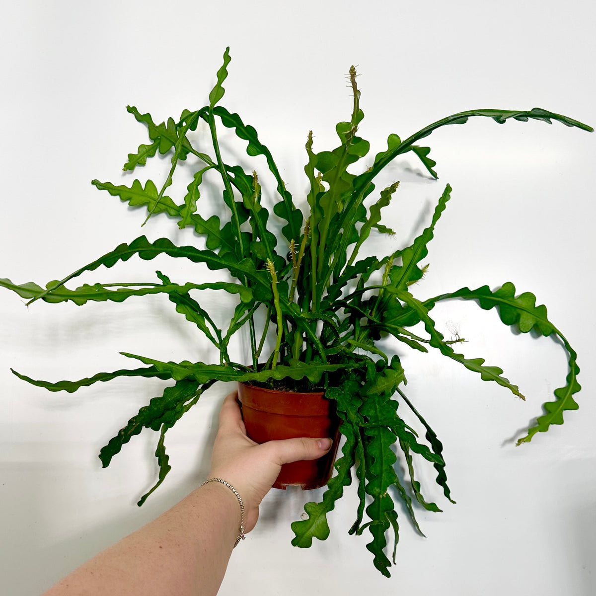 Epiphyllum anguliger (Fishbone Cactus)
