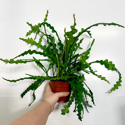 Epiphyllum anguliger (Fishbone Cactus)