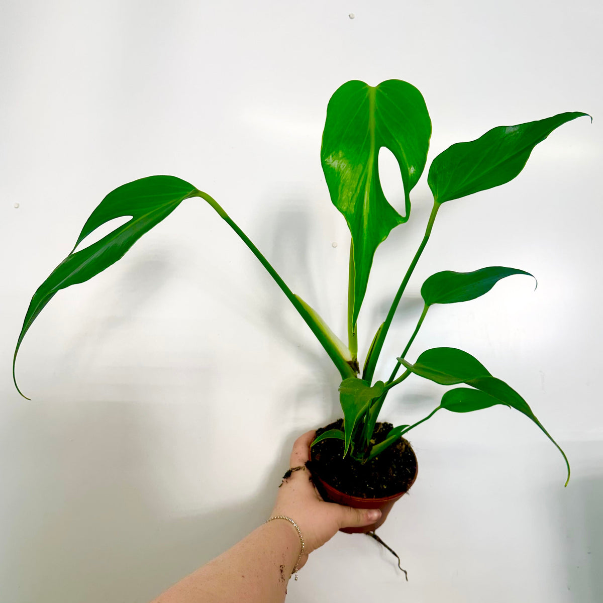 Monstera Burle Marx Flame