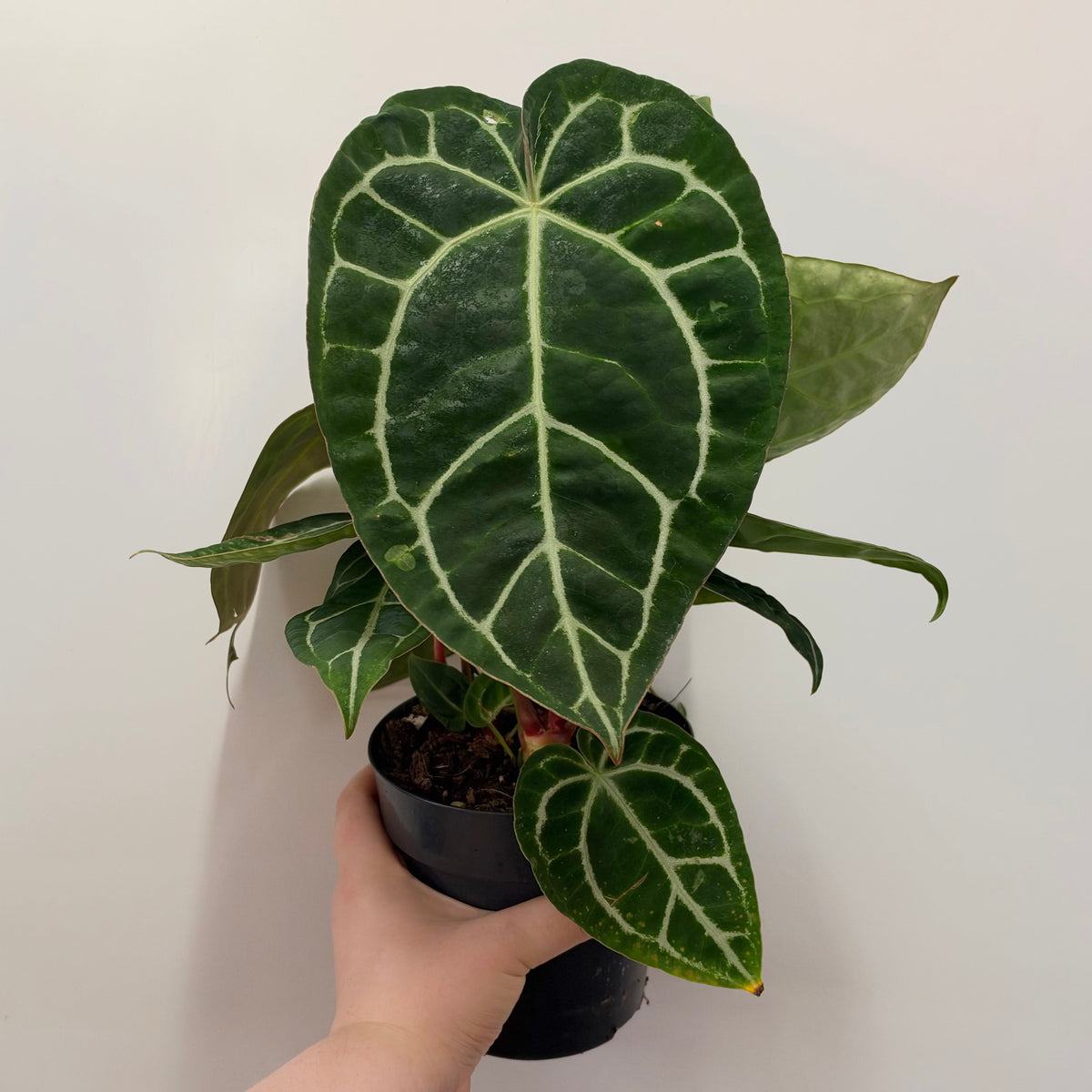 Anthurium clarinervium