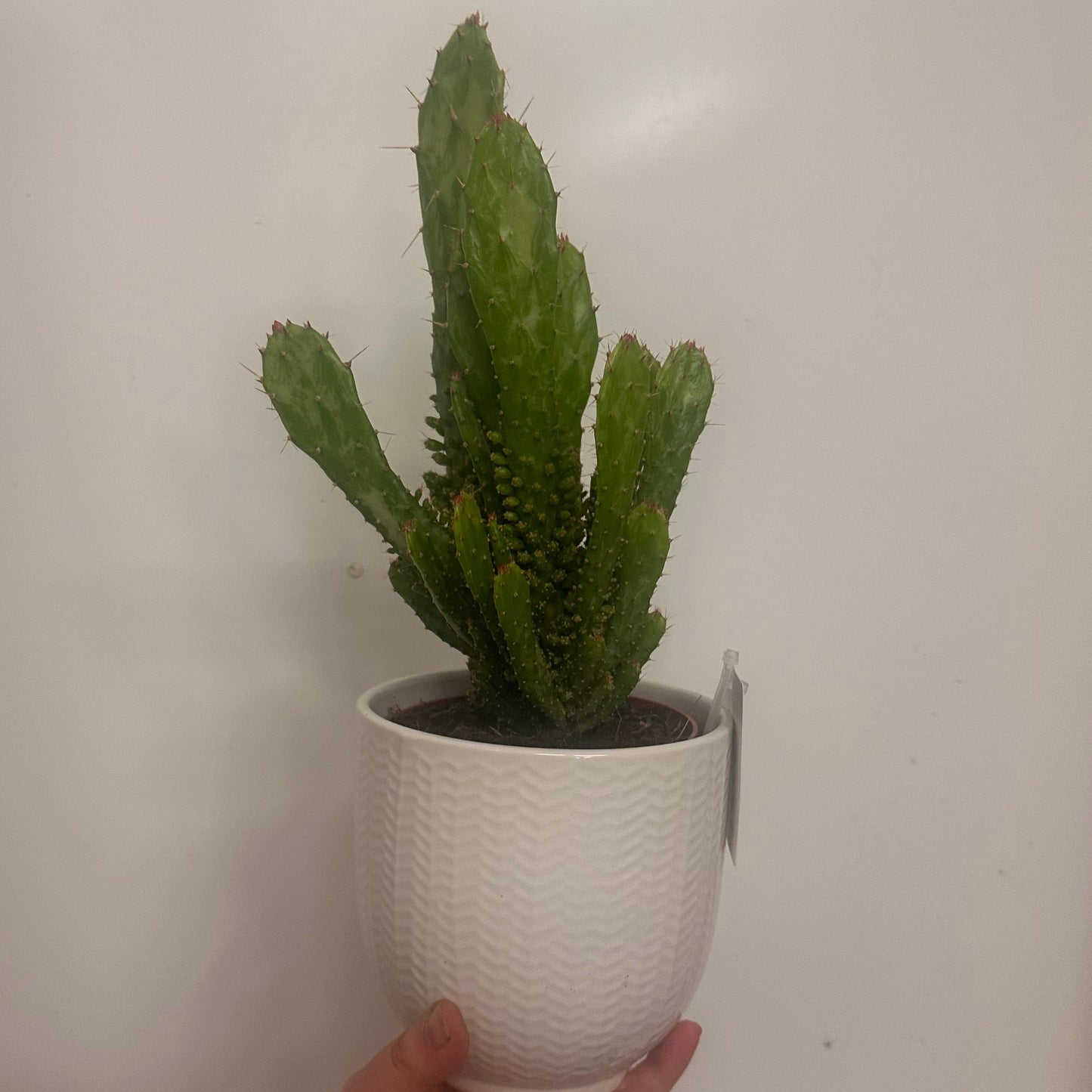 Mixed Cacti & Ceramic 12cm Pots
