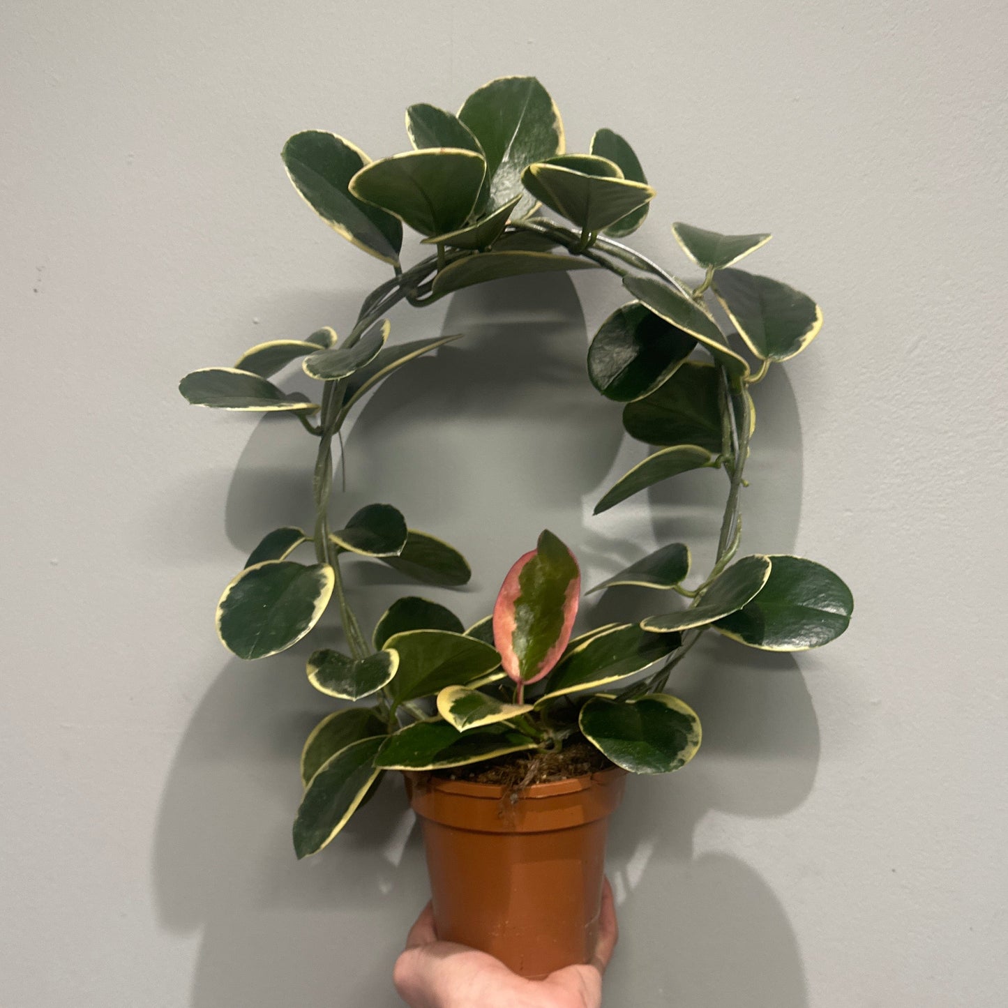 Hoya Outer Variegated Lisa on Hoop