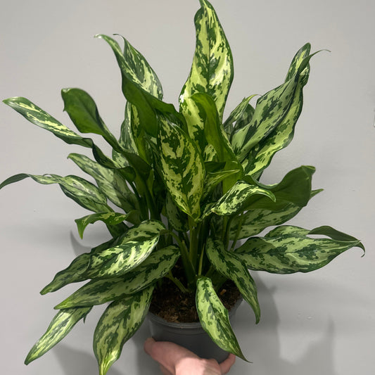 Aglaonema Miss Juliette