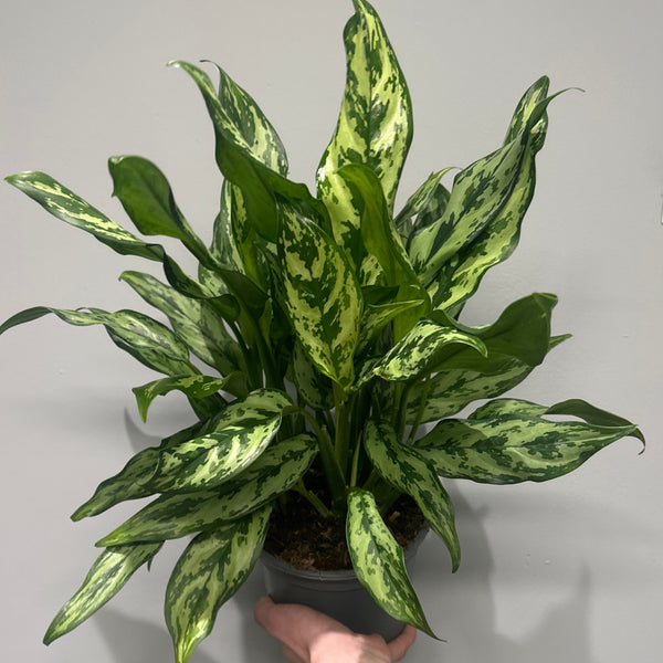 Aglaonema Miss Juliette