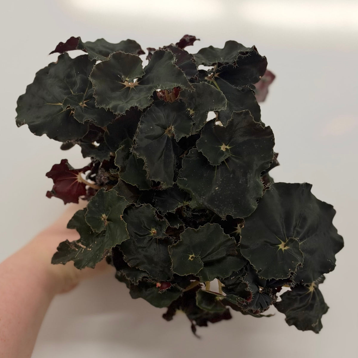 Begonia Black Mambo