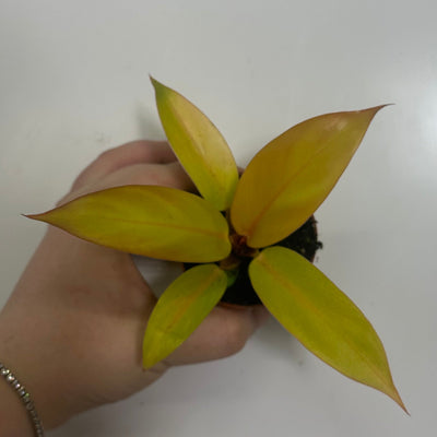 Mini Philodendron Prince of Orange