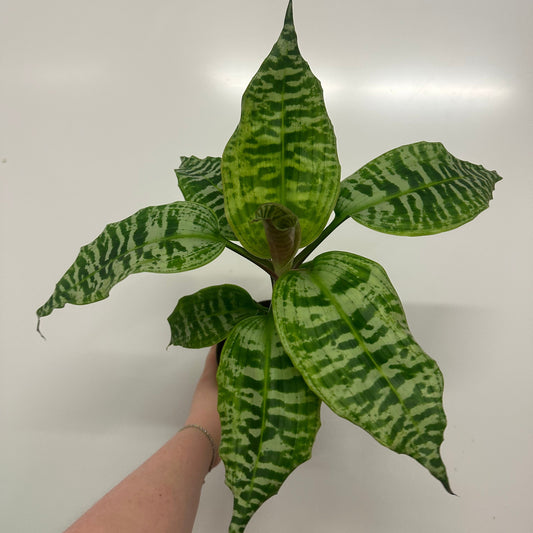 Dracaena Goldieana Queen