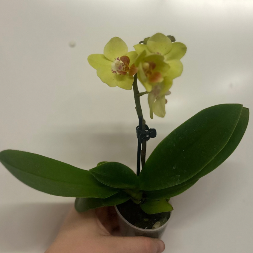 Mini Phalaenopsis Orchid & Glass Pot