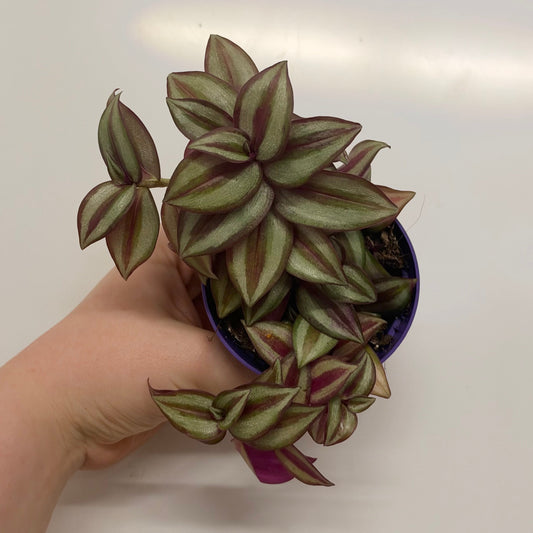 Tradescantia Zebrina Pink Joy