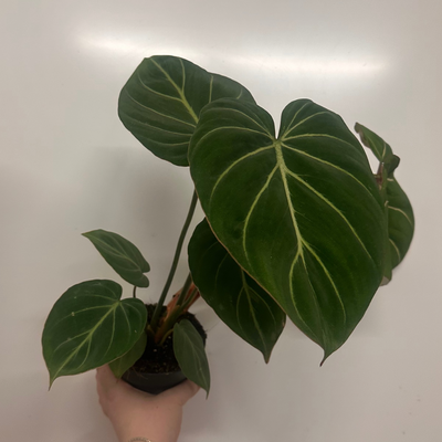 Philodendron Gloriosum 'Zebra'
