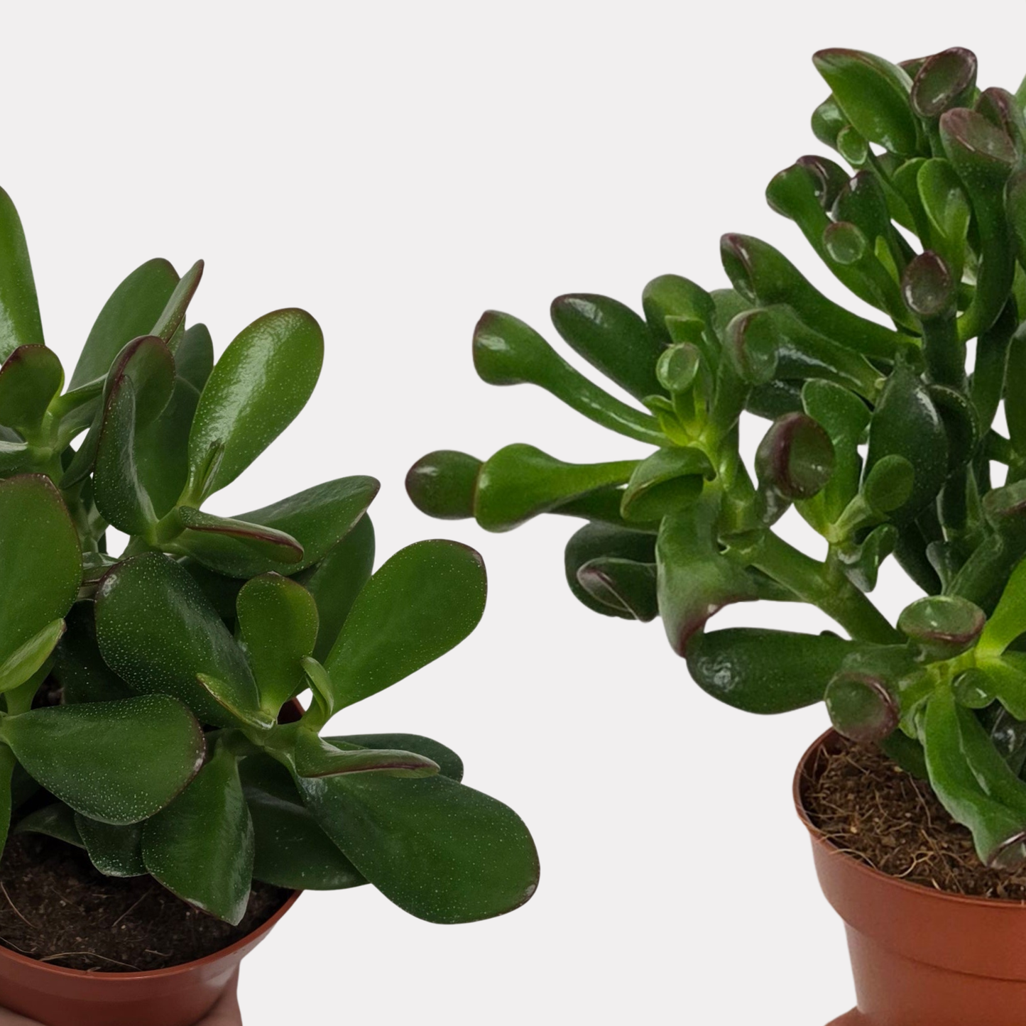 Crassula Hobbit & Jade Bundle