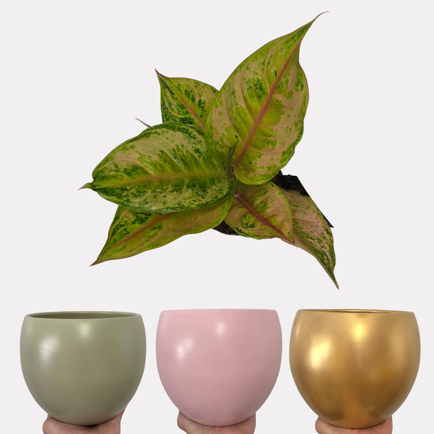 Aglaonema Pastella & Bowl Pot Bundle