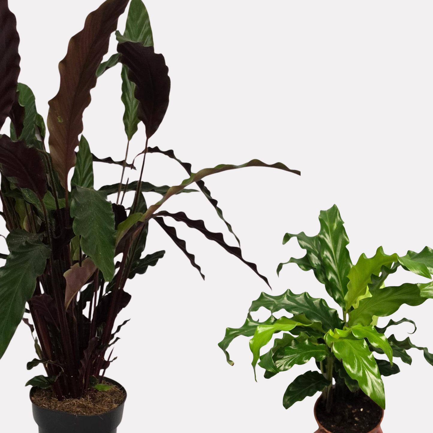 Little & Large Calathea Rufibarba Bundle