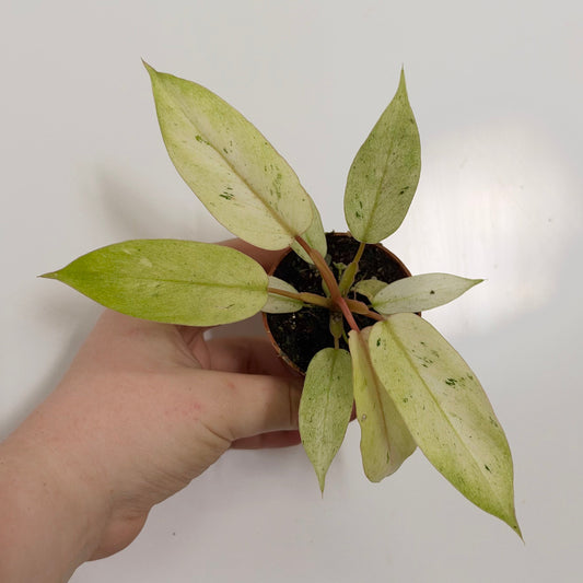 Philodendron Snowdrift Variegated