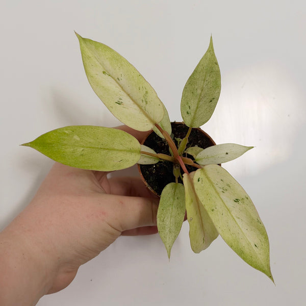 Philodendron Snowdrift Variegated