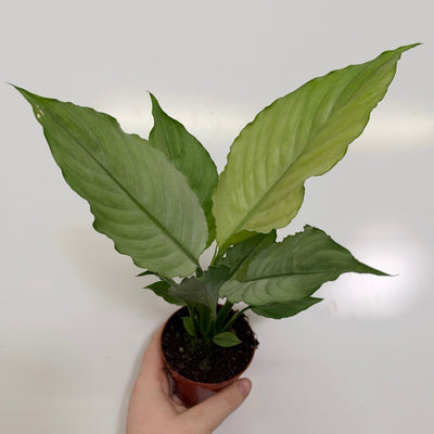 Spathiphyllum 'Blue Ice'