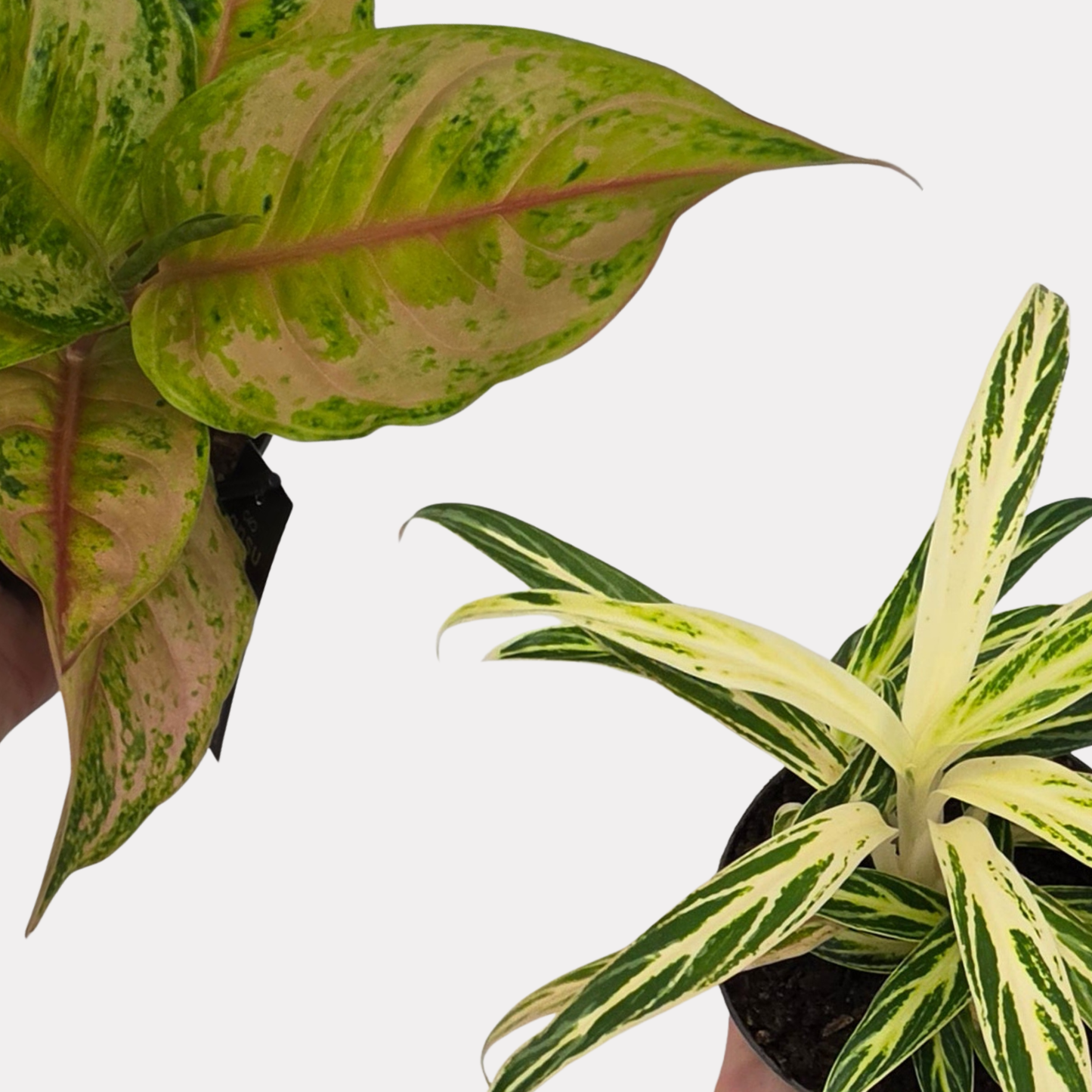 Aglaonema Pastella & Zebra Feathers Bundle