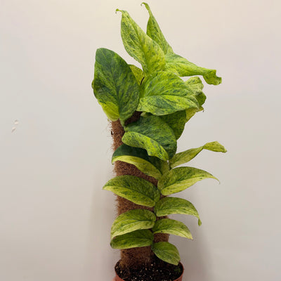 Rhaphidophora korthalsii Variegated