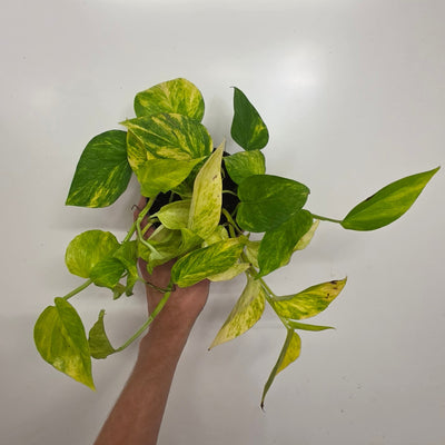 Epipremnum Hicolour