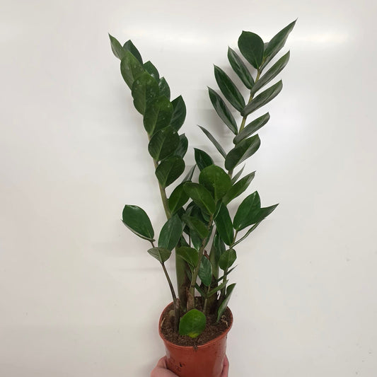 Zamioculcas Zamiifolia