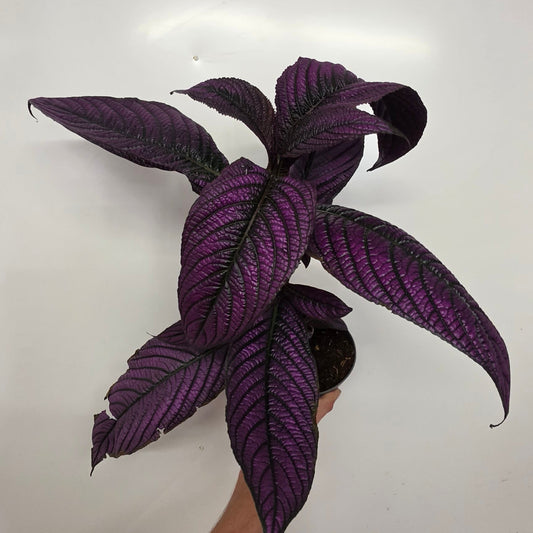 Strobilanthes Metallica "Persian Shield"