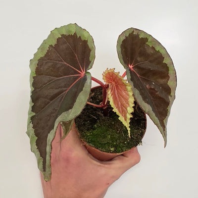 Begonia Baramensis