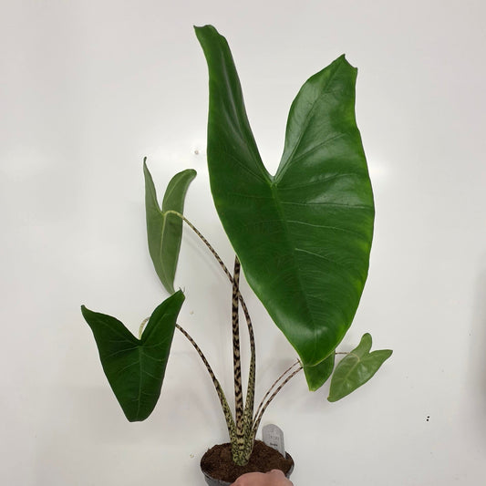 Alocasia Zebrina