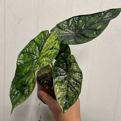 Alocasia Dragon Scale Mint