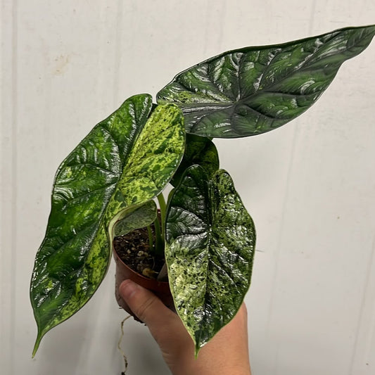 Alocasia Dragon Scale Mint