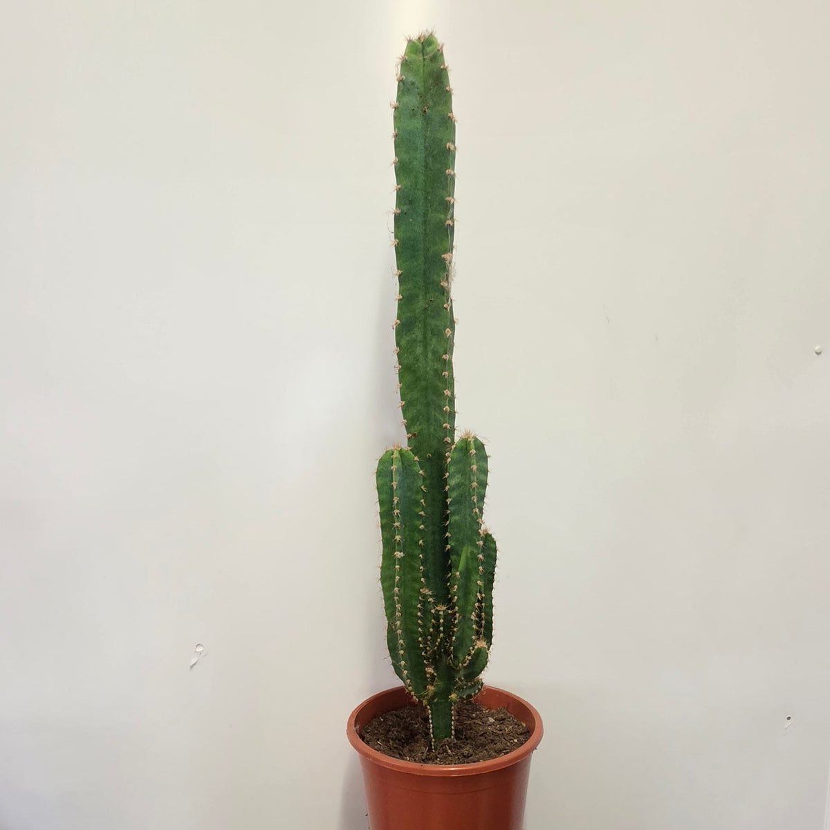 Cereus florida 'Fairy Tail Cactus'