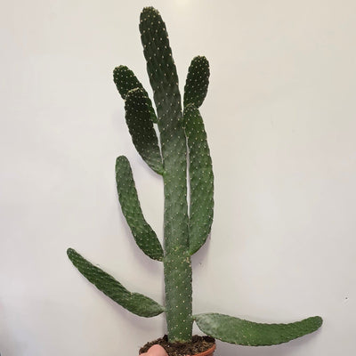 Opuntia Macrocalyx "Flappy"