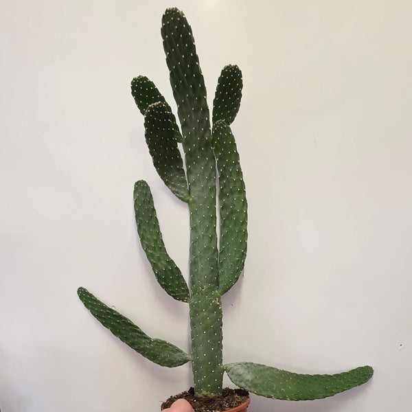 Opuntia Macrocalyx "Flappy"